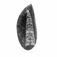 Orthoceras fóssil