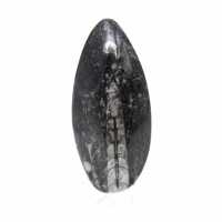 Orthoceras fóssil