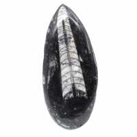 Orthoceras fósseis do Marrocos