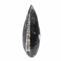 Orthoceras fóssil