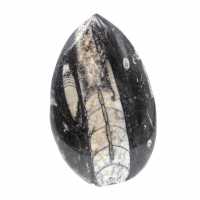 Orthoceras fósseis do Marrocos