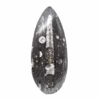 Orthoceras fóssil