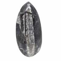 Orthoceras fósseis do Marrocos