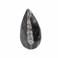Orthoceras fóssil