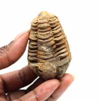 Trilobita fóssil