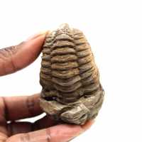 Trilobita fóssil