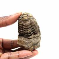Trilobita fóssil