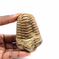 Trilobita fóssil