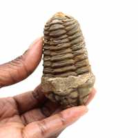 Trilobita fóssil