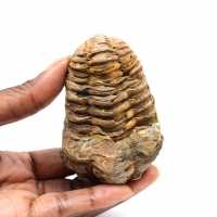 Trilobita fóssil