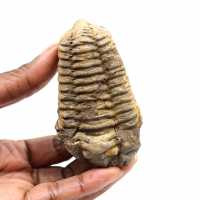 Trilobita fóssil