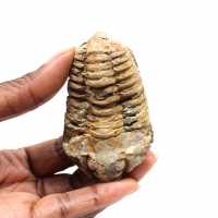 Trilobita fóssil