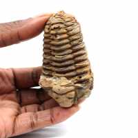 Trilobita fóssil