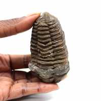 Trilobita fóssil