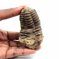 Trilobita fóssil