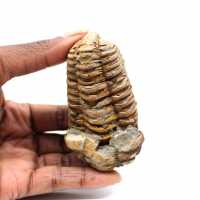 Trilobita fóssil