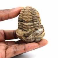 Trilobita fóssil