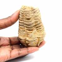 Trilobita fóssil