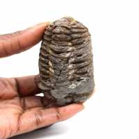 Trilobita fóssil
