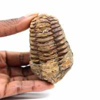 Trilobita fóssil