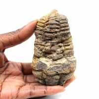 Trilobita fóssil