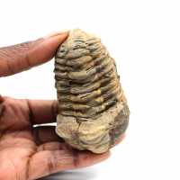 Trilobita fóssil