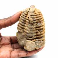 Trilobita fóssil