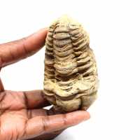 Trilobita fóssil