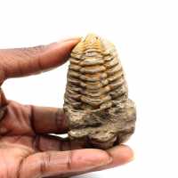 Trilobita fóssil
