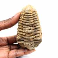 Trilobita fóssil