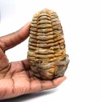 Trilobita fóssil