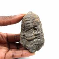 Trilobita fóssil