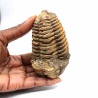 Trilobita fóssil
