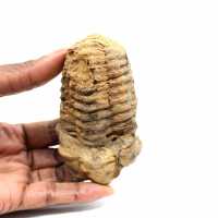 Trilobita fóssil