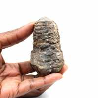 Trilobita fóssil