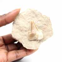 Dente fóssil de Otodus