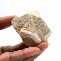 Dente fóssil de Otodus