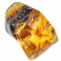 Autêntico seixo de âmbar polido da Lituânia - Espécime de Mineralogia