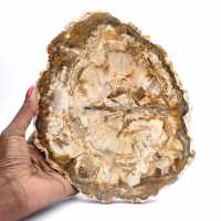Grande pedaço de madeira petrificada polida, item de colecionador de fósseis sólidos, Madagascar Grande pedaço de madeira petrificada polida, item de colecionador de fósseis sólidos, Madagascar