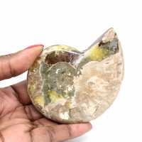 Amonita fossilizada polida - Magnífica pedra natural para decoração.