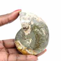 Fóssil de amonita polido de alta qualidade - peça decorativa natural