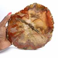 Fatia de madeira fossilizada Majunga - Objeto decorativo natural