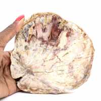 Madeira petrificada de Madagascar - Seção polida para colecionadores