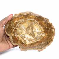 Pequeno pedaço de madeira petrificada - Autenticidade de Madagascar