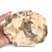 Madeira Petrificada Majunga - Seção de Pedra Natural