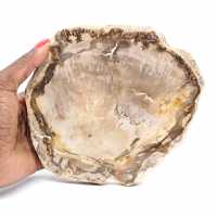 Fatia de madeira malgaxe petrificada - Estética mineral