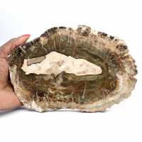 Fatia alongada de madeira silicificada - Origem Madagascar