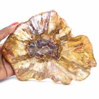 Seção polida de madeira fossilizada - mineral de Majunga