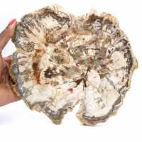 Grande fatia de madeira petrificada de Madagascar - peça excepcional