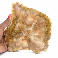 Seção de madeira petrificada de Madagascar - Qualidade de coleção